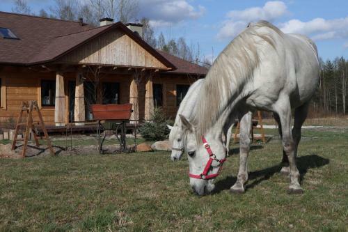 Bed & Breakfast Chata Pod ?wini? G�r?