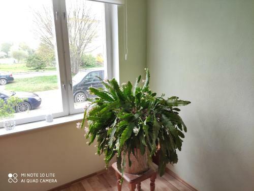 Cozy Apartment Rucava