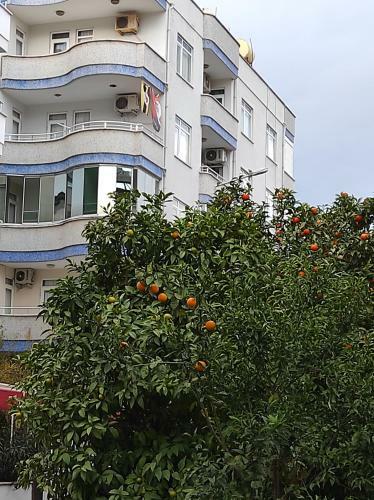 Manolya Apartment. Alanya, Center