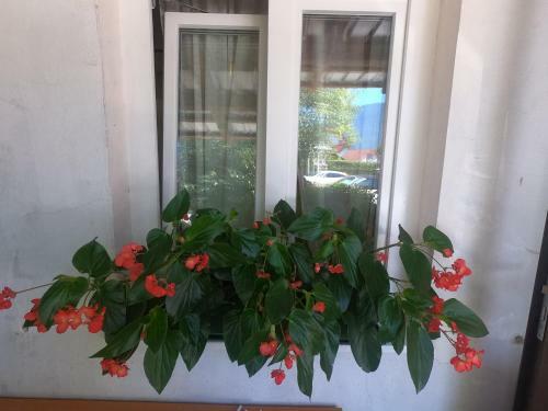 Apartamentos Fontana
