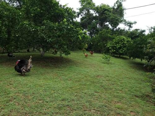 Finca La Esperanza