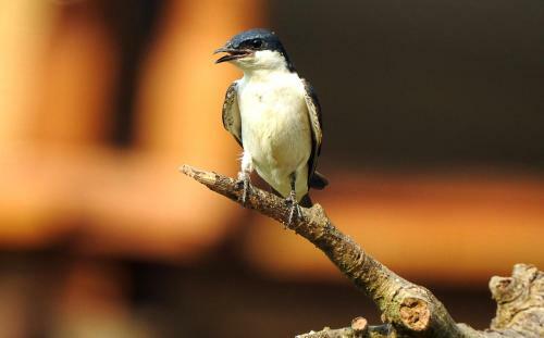 Villa Rionilo Ecolodge - Tours