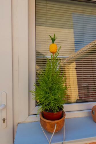 Apartamento Pine House