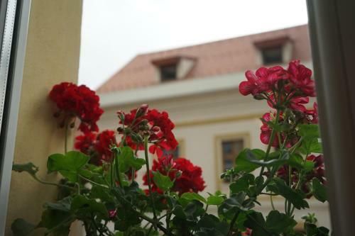 Apartamento Crown Of Karolina