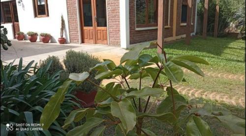 Anacahuita Home