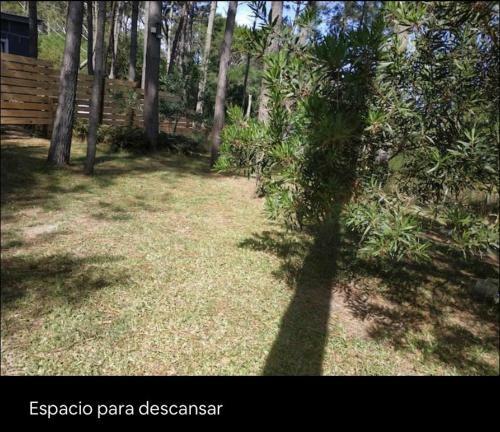 Nereo House, Tiny En El Bosque