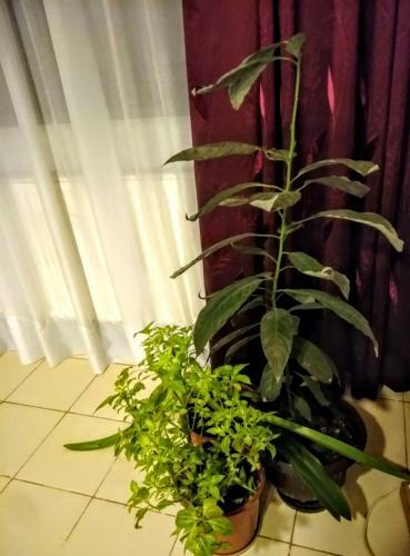 Apartamento Cozy Downtown Oasis