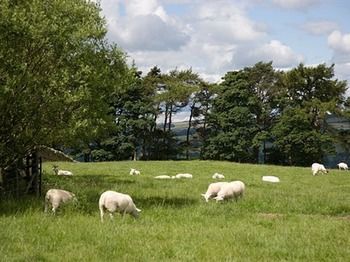 Bed & Breakfast Rye Hill Farm