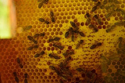 Sleeping With The Bees Kozjak