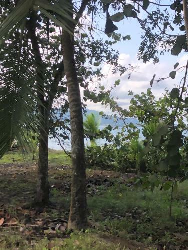 Papaya Wildlife Lodge