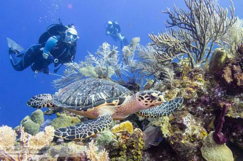 Hostal Eagle Ray @ Turtle Beach Dive Resort