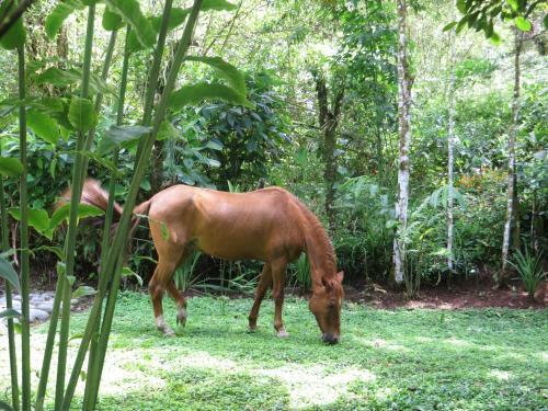 Mindo Eco Suite With Natural Jacuzzi & Waterfalls
