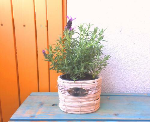 Apartment Marjetica
