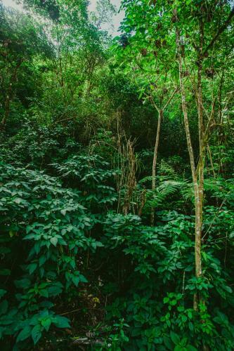 Rupa Rupa High Jungle Eco B&B