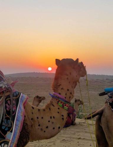 Brys Desert Safari Camp