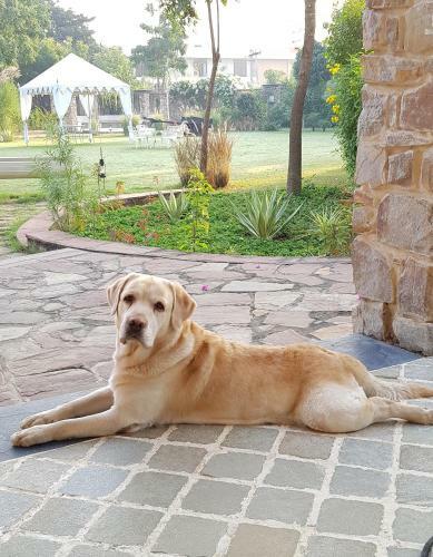 Bed & Breakfast A Dog's Story, Jaipur