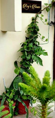 Roy's House