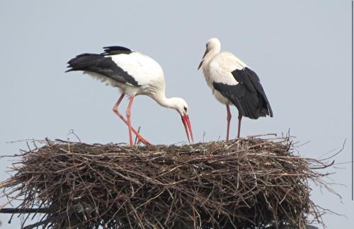 Bauernhof Am Storchennest Mit Sauna