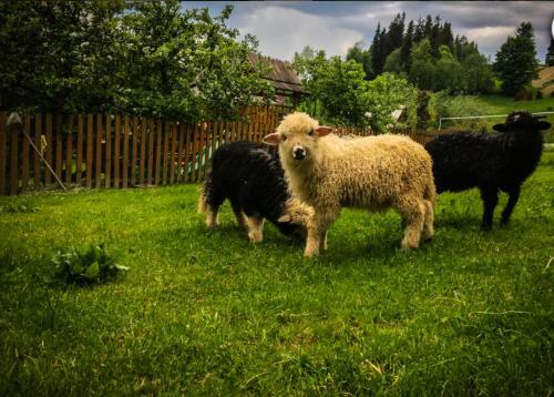 Agrotatry U Stachy