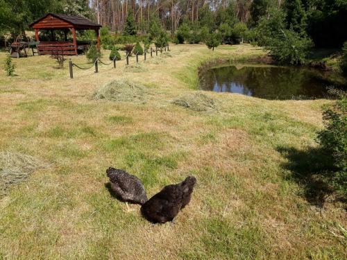 Lodge Hubert�wka Czapiewice