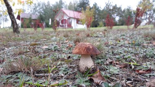 Lodge Hubert�wka Czapiewice