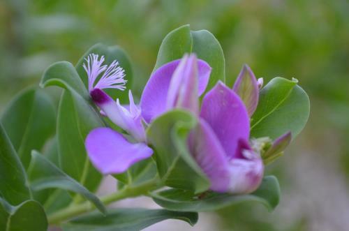 G�lgenin Bah�esi (Golges Garden)