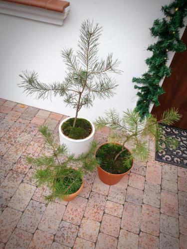 Apartament Na Krzywym Kole