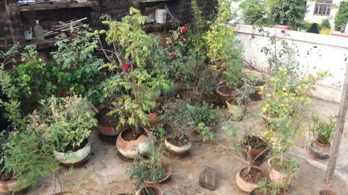 Hazel Home Stay Khajuraho