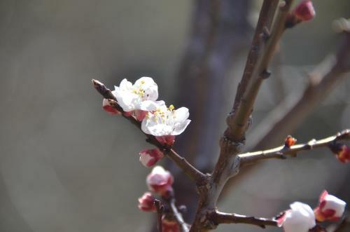 Hotel Hari Om Paradise