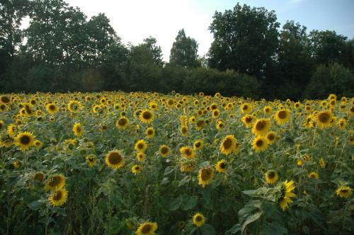 Agroturismo Chata Na Zielonym Wzg�rzu