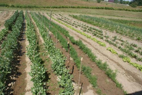 Agrodomki Okej-bia?y Dom