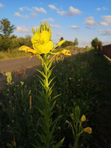 Agroturismo Mazurski Staw