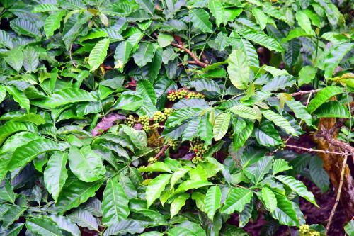 Hotel New Maxima Coorg By National Holidays