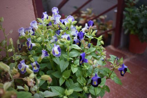 Srishti Homestay