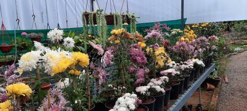 Rosegardens Eco Friendly Homestay,munnar