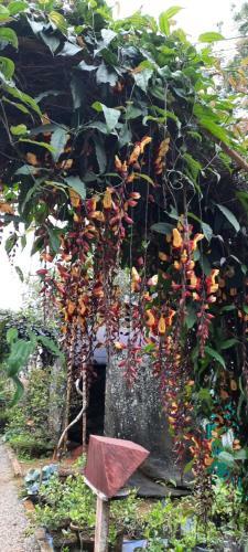 Rosegardens Eco Friendly Homestay,munnar