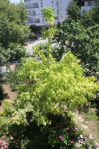 Bed & Breakfast Orkide Motel Pansiyon
