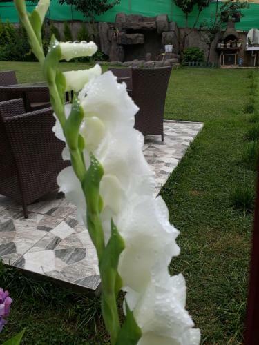 Villa S�per Willa Home