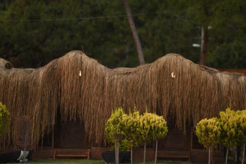 Hotel Green Pine Bungalows & Beach Luxury Concept