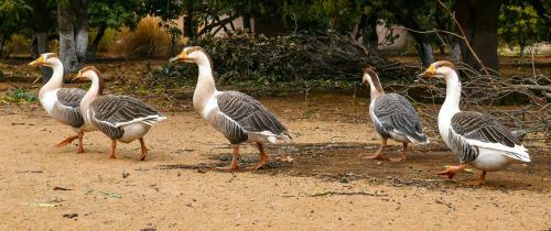 Hotel Clarks Safari Pushkar