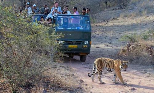 Agroturismo The Jungle Camp - Wildlife Resort