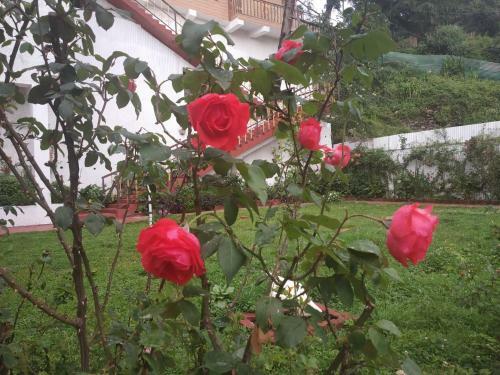 Bed & Breakfast Garden Cottages