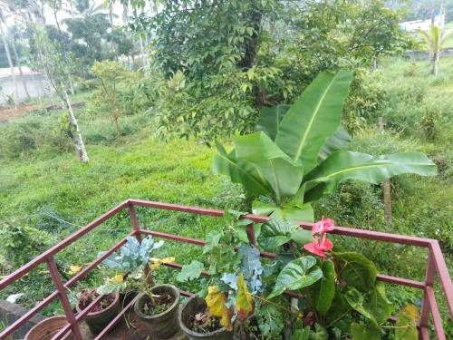 Blooms Home Stay