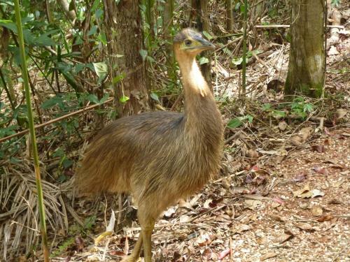 Daintree Holiday Homes - The Folly
