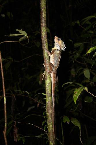 Stonewood Views