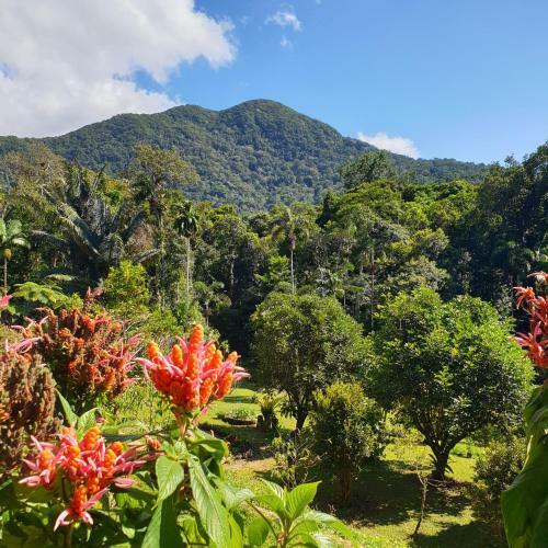 A Daintree Garden