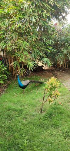 Bed & Breakfast Organic Villa Seaview Cottages