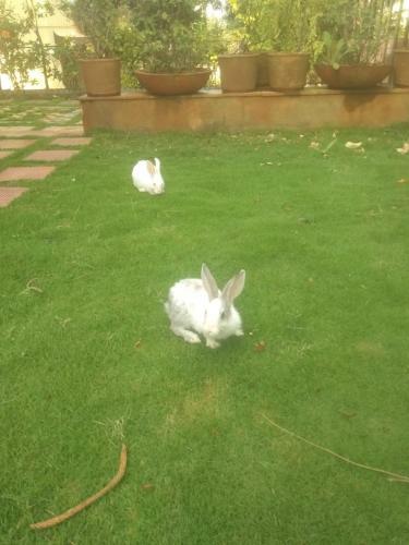 Villa Chaitanya Holiday Home