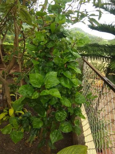 Villa Chaitanya Holiday Home
