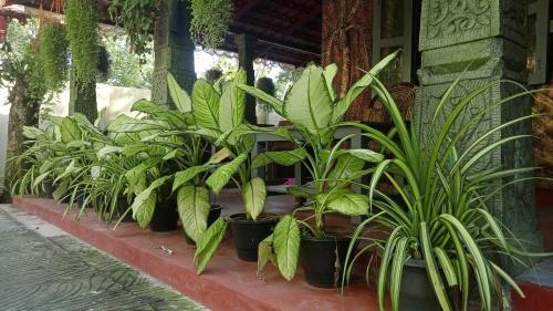 Apartamento Marari Beach Swapna Villa